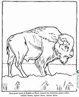 Coloring Buffalo Zoo Pages Animals Animal Printable Bison Kids Colouring Sheets Wild sketch template