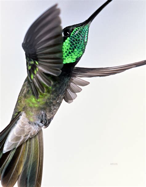 magnificent hummingbird male