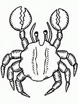 Krab Crab Crabe Cangrejo Colorir Kolorowanki Coloriages Caranguejos Granchio Dzieci Colorier Caranguejo Crabs Animali Cangrejos Magnifique Atividade Colorare Specie Juegan sketch template