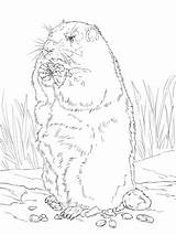 Groundhog Coloring Drawing Pages Corn Eating Ground Hog Printable Getdrawings Supercoloring Cartoon Drawings sketch template