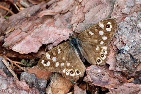 speckled wood  speckled wood images nature wildlife pictures