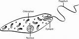 Protists Protista Eukaryotic Fungi Prokaryotes Eukaryotes sketch template