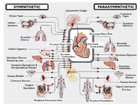 physiologie physiologie du systeme nerveux autonome youtube
