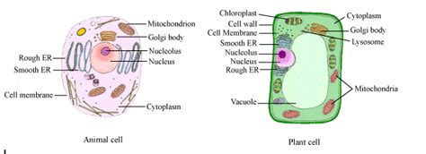 cie  level biology notes cell structure