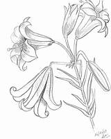 Tiger Lily Coloring Drawing Pages Royal Clipart Drawings Cliparts Flowers 99kb Getdrawings Library Deviantart Doodles sketch template