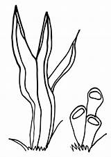 Kelp Seaweed sketch template