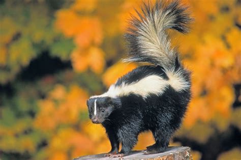 skunk wallpapers images  pictures backgrounds