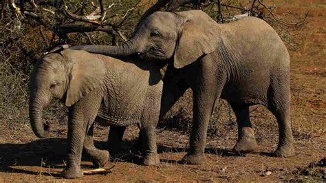 botswana to resume the hunting of elephants npr