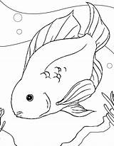 Fish Coloring Betta Pages Parrot Drawing Getdrawings Getcolorings Printable Color sketch template
