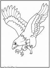 Aquila Aigle Colorat Aguila Pasari Disegni Falco Aquile Colorare Acquila Planse Poiana Reale Oiseaux Coloriages Desene Picchiata Rapaci Avvoltoio Aguilas sketch template