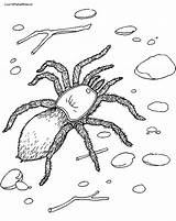 Tarantula Coloring Giant Pages Spider Sheet sketch template