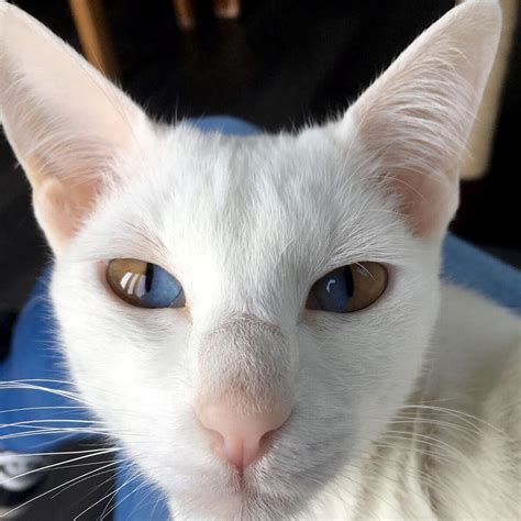 meet  stunning white cat  rare genetic condition