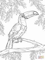 Toucan Toco Coloring Pages Supercoloring Color Printable Bird Animals Kids Animal Adult Cute Tocan Jungle Template Colouring Realistic Drawings Toucans sketch template