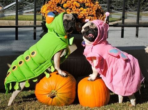 halloween pugs pictures   images  facebook tumblr pinterest  twitter