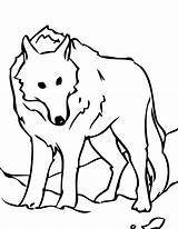 Loup Lup Colorat Wolves Planse Desene Coloriages Kleurplaat Print Impressionnant Laguerche Kleurplaten Clipartmag Ink sketch template