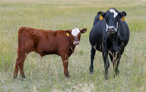 managing cows  dry conditions unl beef