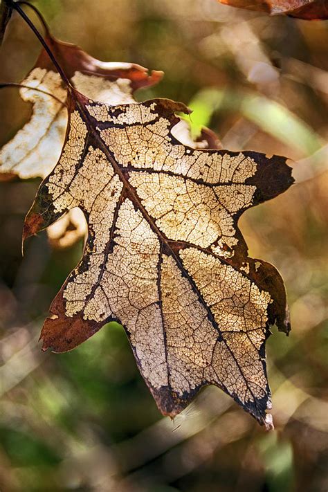 dried  photograph  ira marcus fine art america