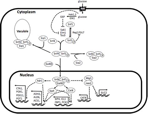 frontiers flux enabled exploration   role  sip  galactose yeast metabolism
