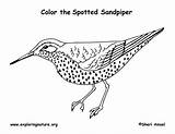 Sandpiper Spotted Exploringnature sketch template