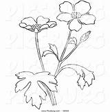 Buttercup Flower Plant Coloring Clip Picsburg sketch template