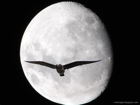 melbournesnaps moon bird