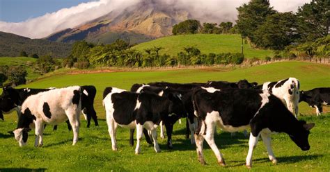 500 cows stolen from a farm in a cattle heist worth 1 million