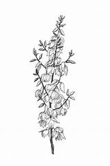 Yucca Botanical Wildflower sketch template