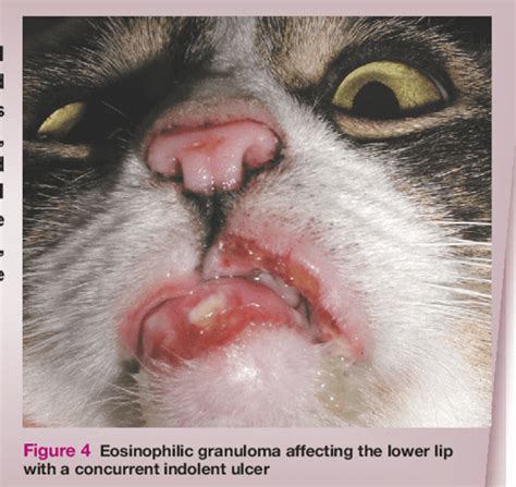 Feline Eosinophilic Granuloma Complex Ities Semantic Scholar