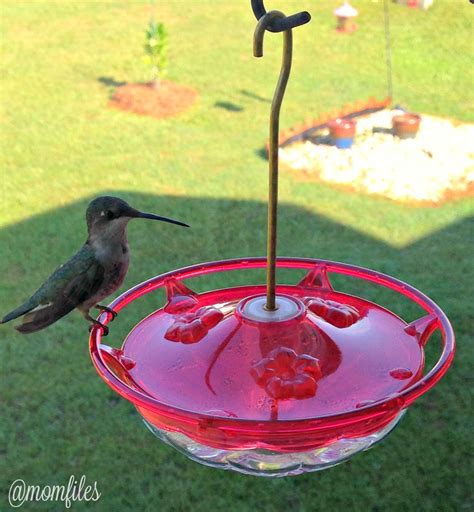 hummingbird feeder   buy momfilescom