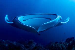 Picture of the Day: Giant Manta Ray Filter Feeding  