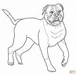 Bulldog Coloring American Pages Drawing Printable Mastiff English French Bulldogs Para Puppy Kleurplaat Dog Americano Colorir Desenhos Kids Color Desenho sketch template