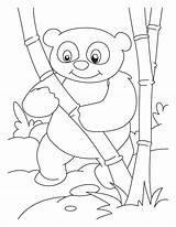 Panda Coloring Pages Bamboo Lover Kids sketch template