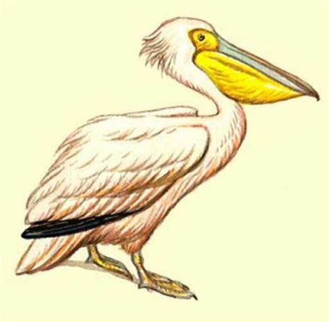 pelican drawing easy simple color cartoon