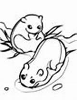 Coloring Lemming Pages Animal Animals sketch template