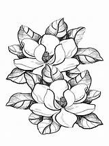 Magnolia Coloring Pages Flower Drawing Flowers Color Printable Colouring Sheets Print Getdrawings Cooloring Club Recommended sketch template