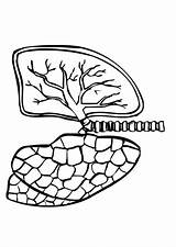 Pulmones Lungs Malvorlage Lunge Lungen Edupics Täältä Tallennettu sketch template