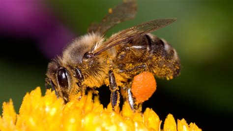 humans  spreading deadly bee virus study    york times