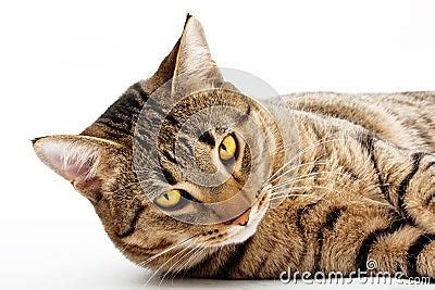 adult cat stock  image