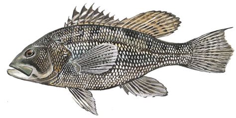 Scdnr Marine Species Black Sea Bass