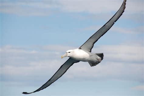 elegant albatross albatross coastal birds bird photo