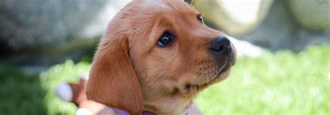 puppy raising guide dogs  america