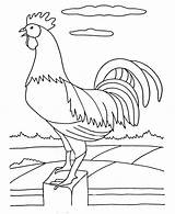 Rooster Standing Coloring Fence sketch template