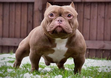 american bully  fat  puppies