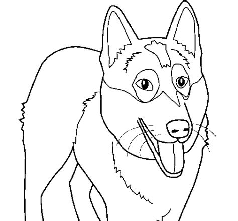 drawing coloring  child husky coloring
