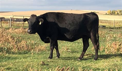 wagyu cattle  popular