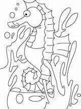 Pages Seahorse Coloring Printable Getcolorings sketch template