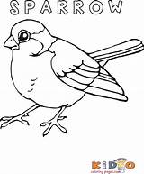 Sparrow Coloring sketch template