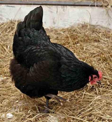 Heritage Breeds Can Be The Best Egg Laying Chickens Livestock Grit