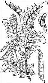 Lathyrus Platterbse Japonicus Willd Strand Hirsutus Behaarte sketch template