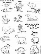 Mammals Circle Worksheets Letters Missing Mammal Animals Fill Coloring Grade Activities Printable Words Find 2nd Enchantedlearning 1st Classroom Alphabet Their sketch template